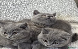 British Shorthair cats for sale: Nice British Shorthair Blue  male kittens - Image 7