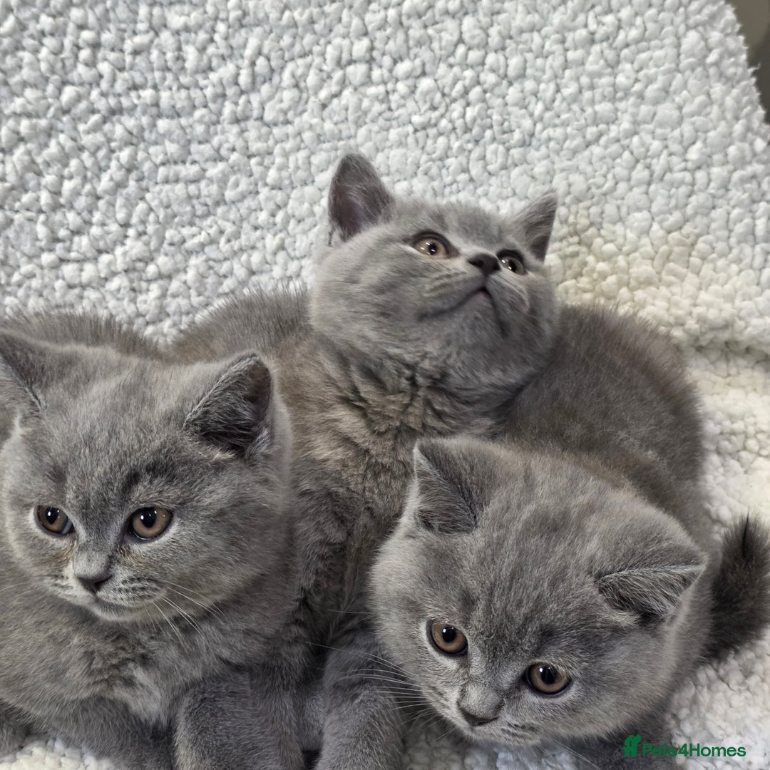 British Shorthair cats for sale: Nice British Shorthair Blue  male kittens - Image 7
