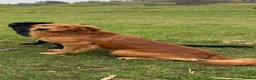 Golden Retriever dogs for sale: Dark golden retriever puppies. Repeat mating  - Advert 11