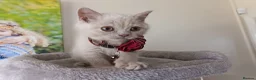 British Shorthair cats for sale: GCCF registered cream and lilac BSH - Advert 11