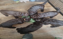 Sproodle dogs for sale: F1 health tested sproodle puppies  in Kidderminster - Image 11