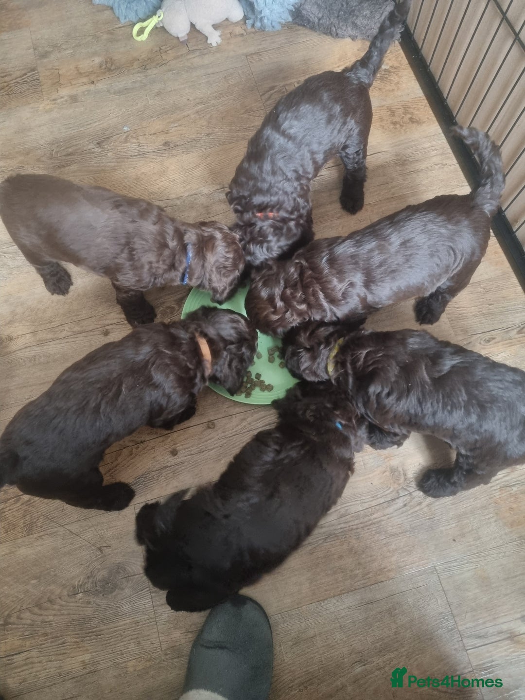 Sproodle dogs for sale: F1 health tested sproodle puppies  in Kidderminster - Image 11