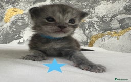 Maine Coon cats for sale: Full Maine Coone Kittens - Image 12