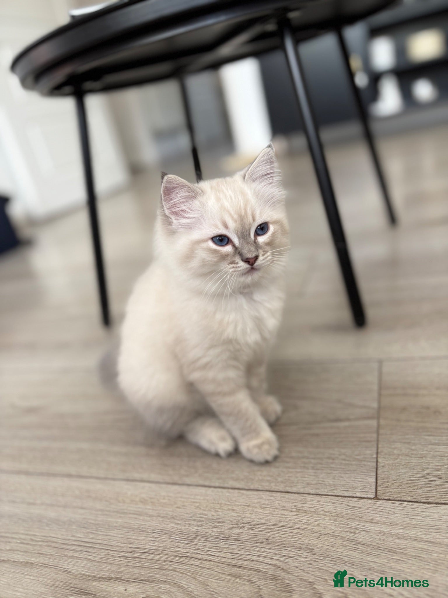 Ragdoll cats 6 ragdoll kittens  - Advert 16
