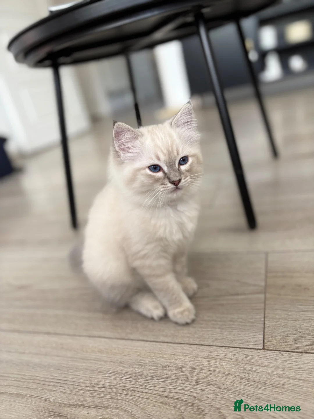 Ragdoll cats for sale: 6 ragdoll kittens  - Advert 1