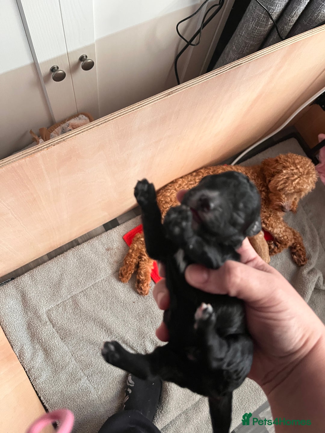 Cockapoo dogs for sale: Adorable F2 Cockapoo Puppies - Advert 6