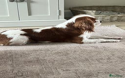 Cavapoo dogs for sale: F1 Cavapoo’s 2 females (sisters)  - Image 5