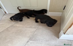 Doxiepoo dogs for sale: Daxi poos - Image 10