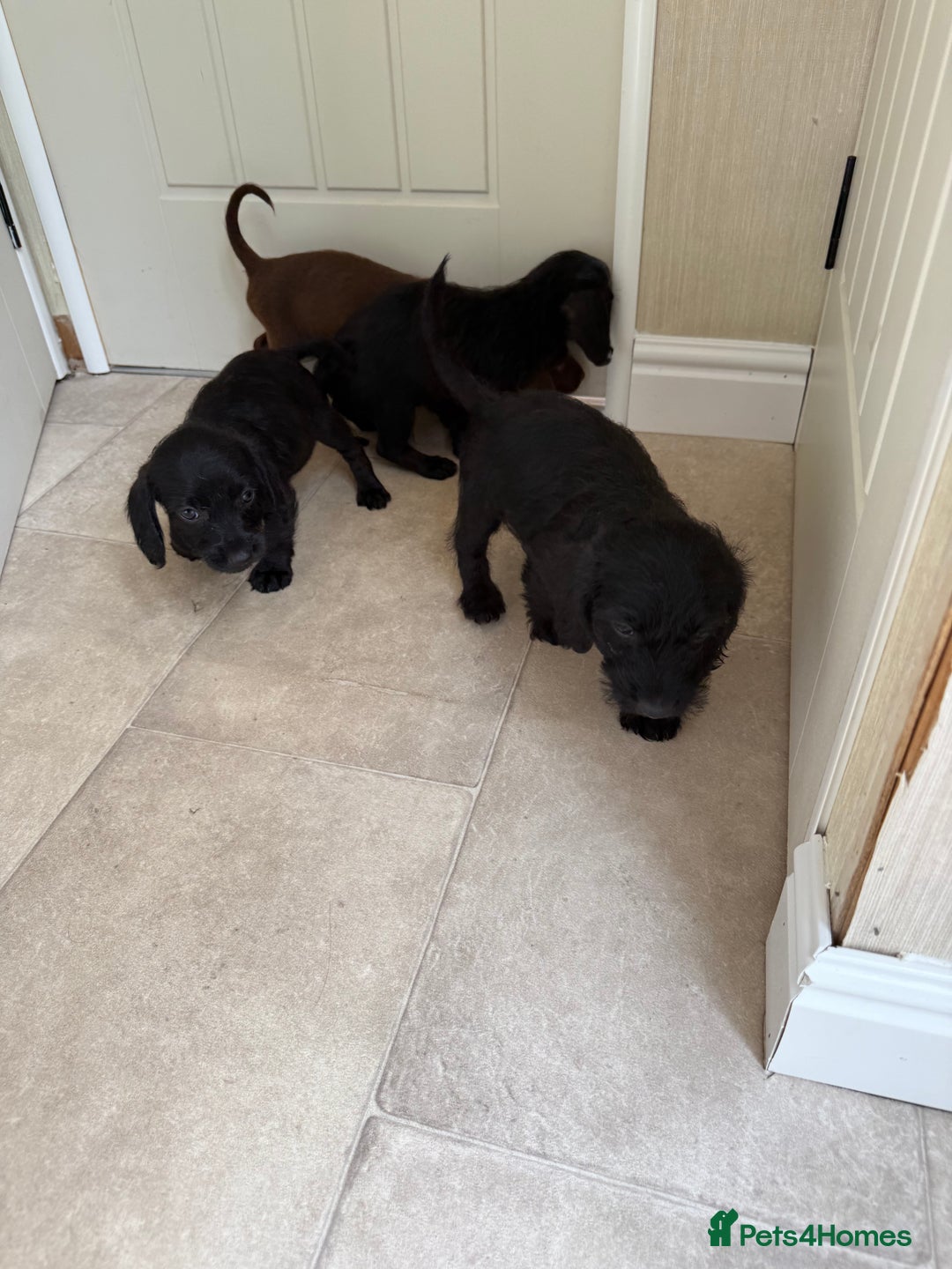 Doxiepoo dogs for sale: Daxi poos - Image 10