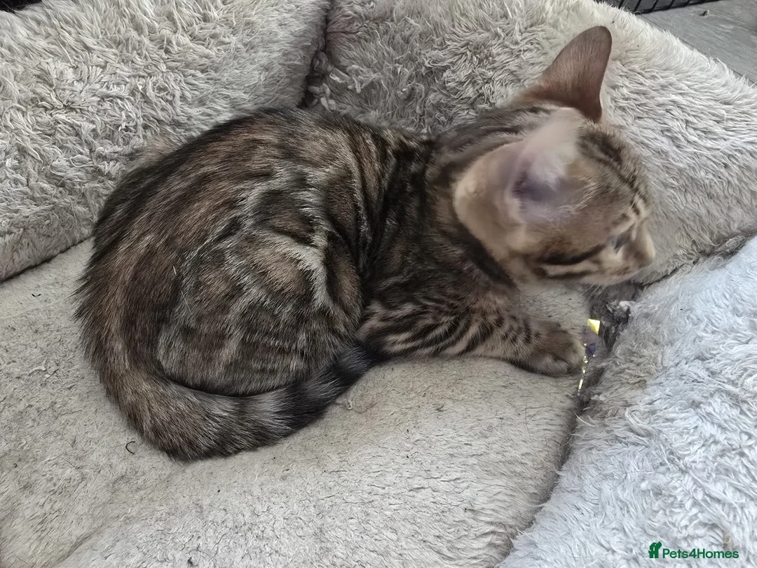 Bengal cats for sale: 2 Lovely TICA registered Bengal Kittens - Advert 5