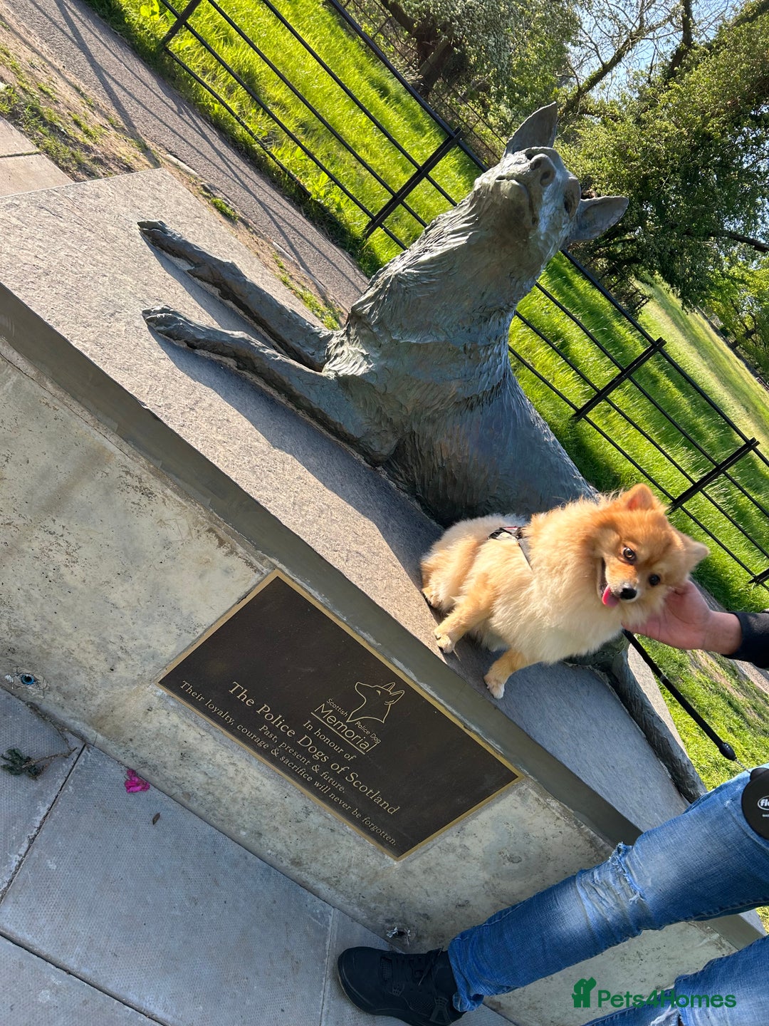 Pomeranian dogs for stud: Pomerian  - Advert 6