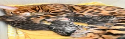 Bengal cats for stud: Bengal cat for stud, Fabio. - Advert 9