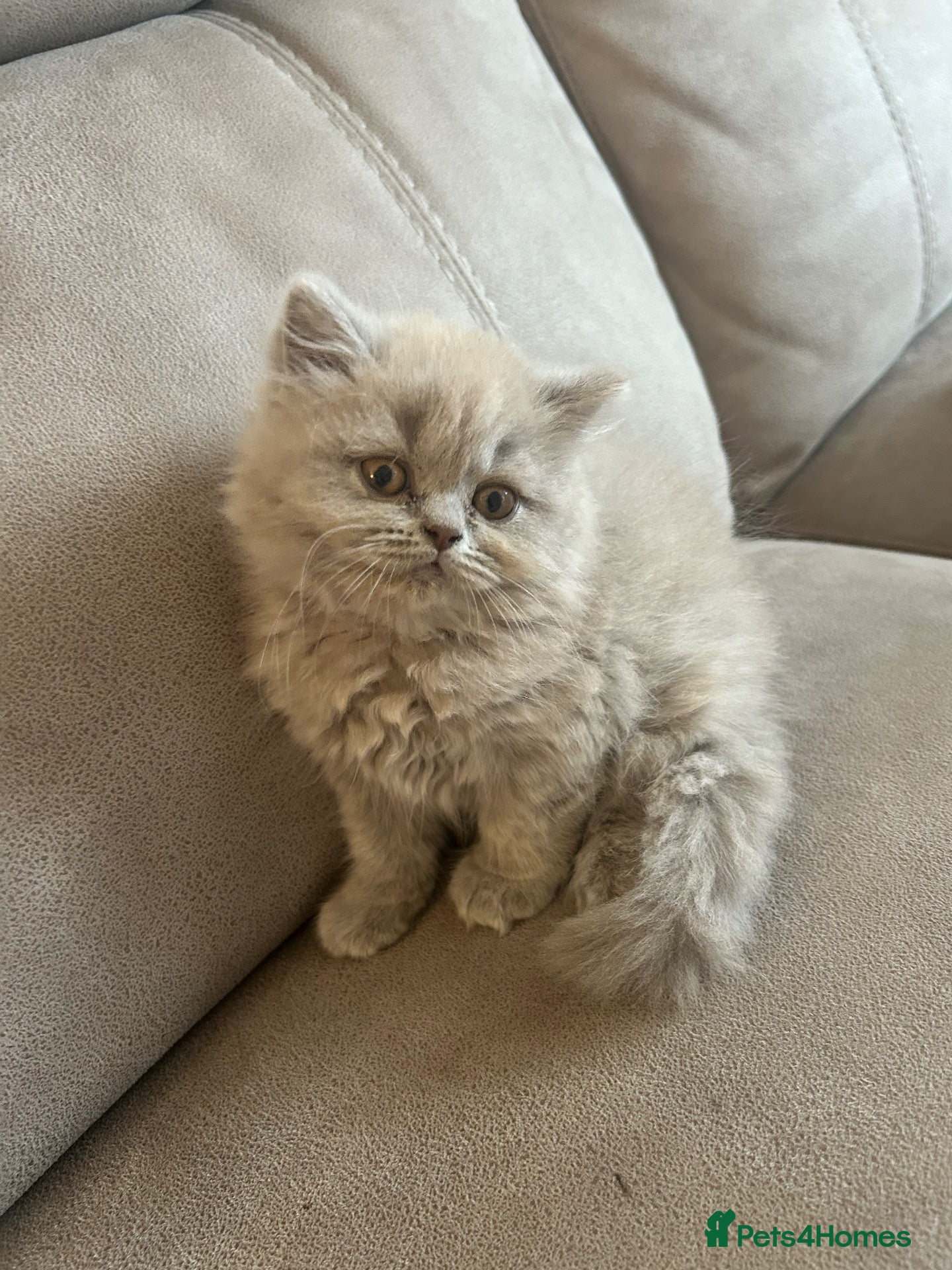 British Shorthair cats British short hair BSH kittens lilic grey  - Advert 14