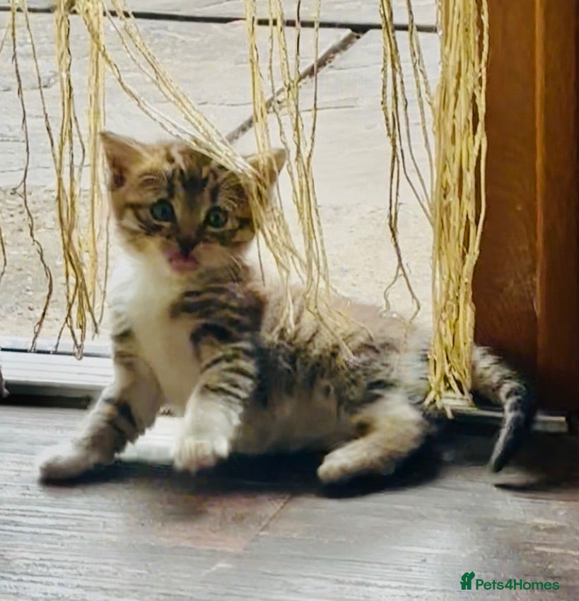 Mixed Breed cats Mixed breed bangle cross tabby girl  - Advert 5