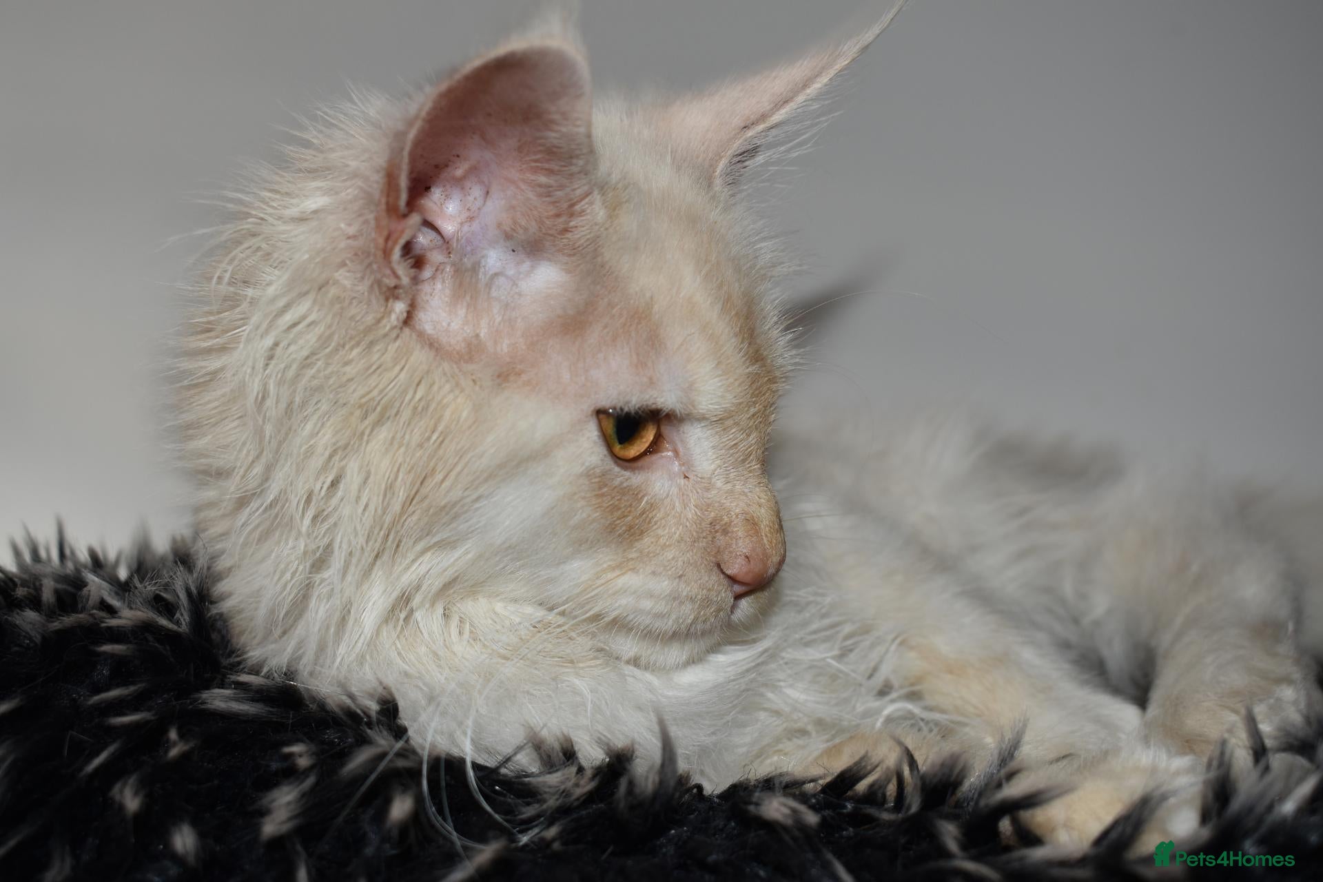 Maine Coon cats Red silver shaded boy - Advert 2