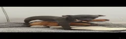 Italian Greyhound dogs for sale: BEAUTIFUL ITALIAN GREYHOUND PUPPIES  - Advert 14