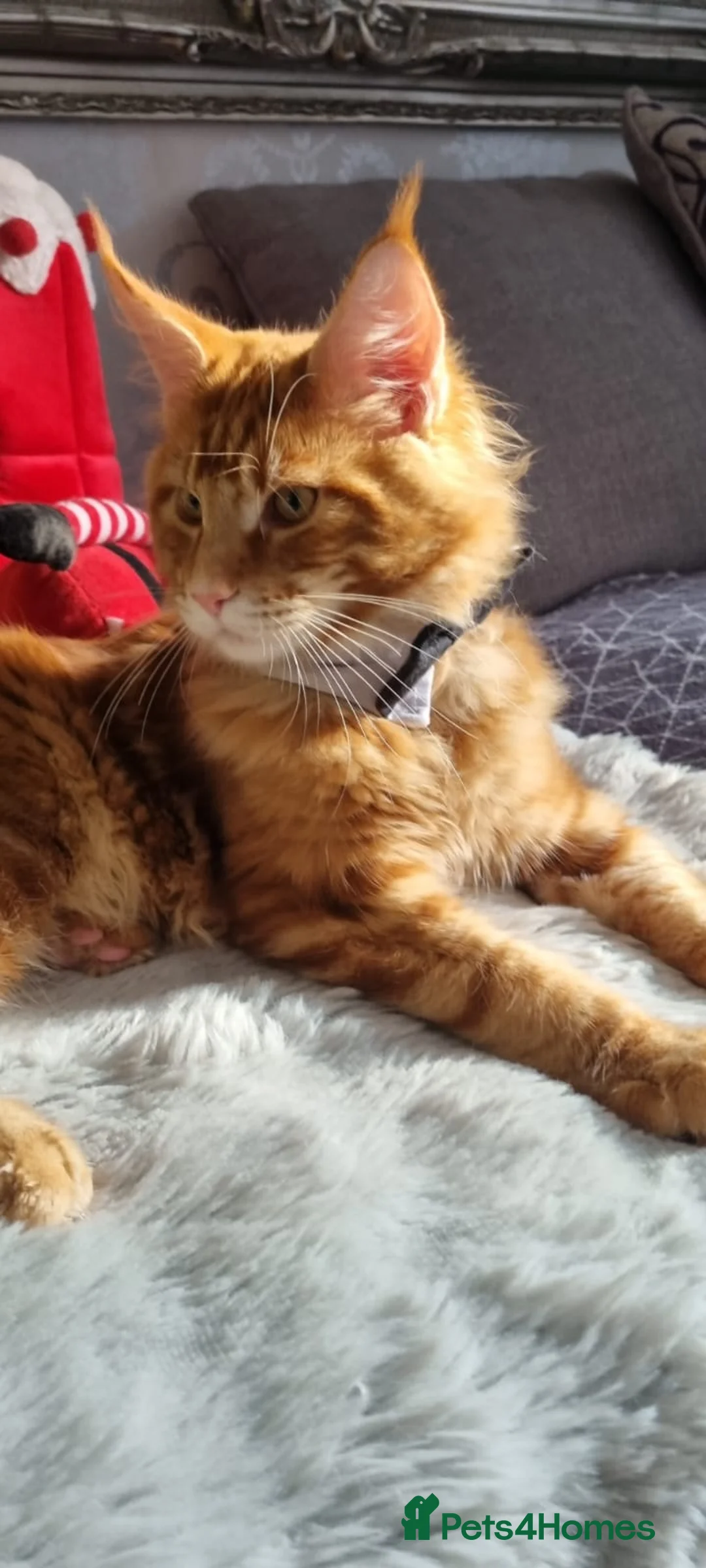 Maine Coon cats for stud: Stud available with Russian lines  - Advert 2