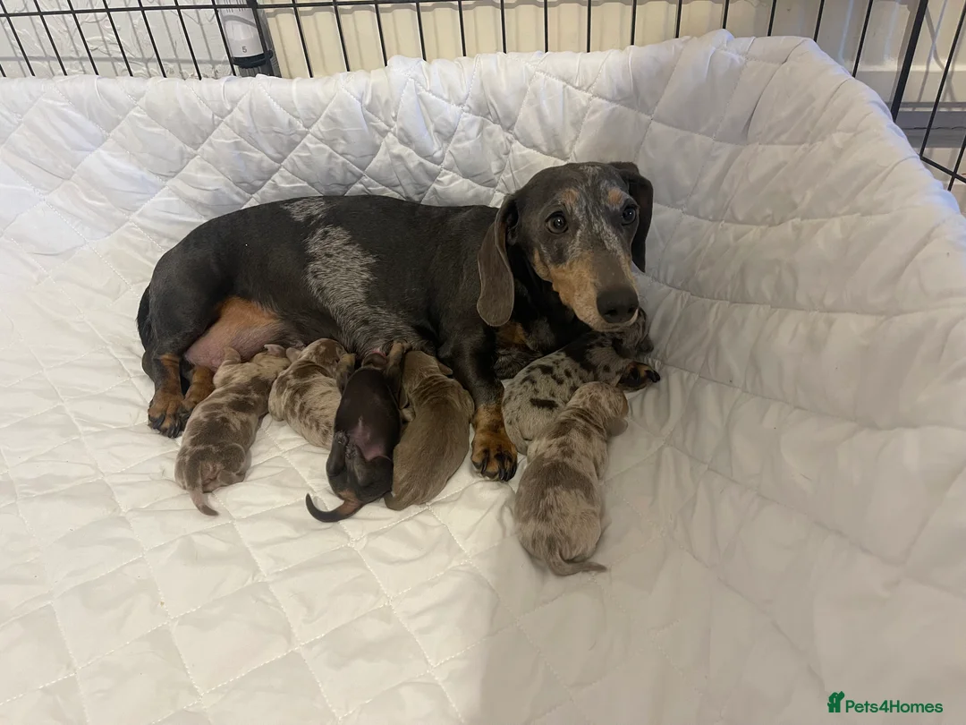 Miniature Dachshund dogs for sale: Tiny Chunky Miniature Dachshund  - Advert 1