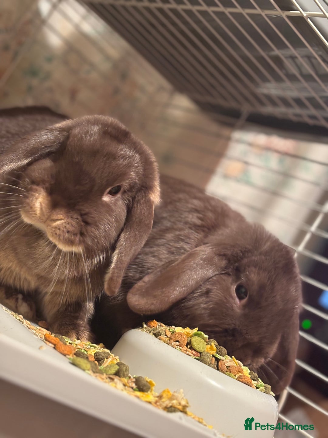 Dutch rabbits for sale: 2 dutch lop rabbits  - Advert 2