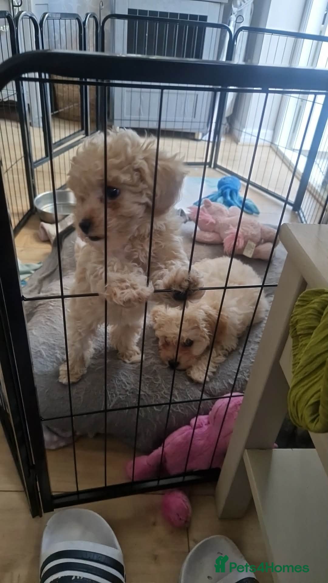 Cavapoo dogs Beautiful Cavapoo pups - Advert 12