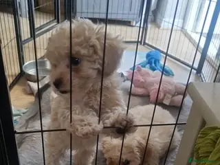 Cavapoo dogs Beautiful Cavapoo pups - Advert 1