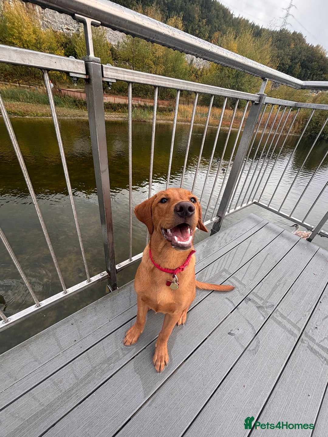 Labrador Retriever dogs for stud: Dark Fox Red KC Labrador for Stud in Hereford - Advert 26