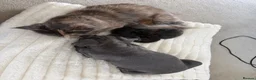 Maine Coon cats for sale: Beautiful Maine Coon Babies Available.  - Advert 1