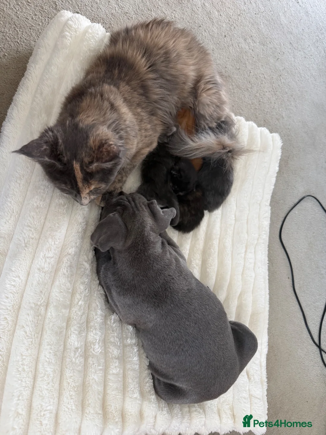 Maine Coon cats for sale: Beautiful Maine Coon Babies Available.  - Advert 1
