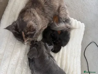 Maine Coon cats for sale: Beautiful Maine Coon Babies Available. - Advert 1