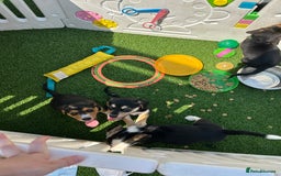 Mixed Breed dogs for sale: Welsh shepherd x beagle mix puppies  in Wigan - Image 16