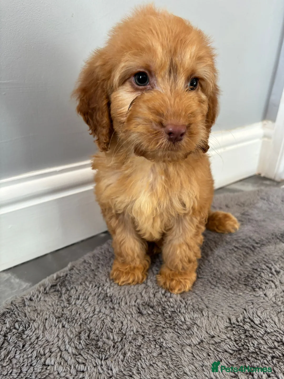 Cockapoo dogs for sale: Cockapoo puppies ready now  - Advert 10