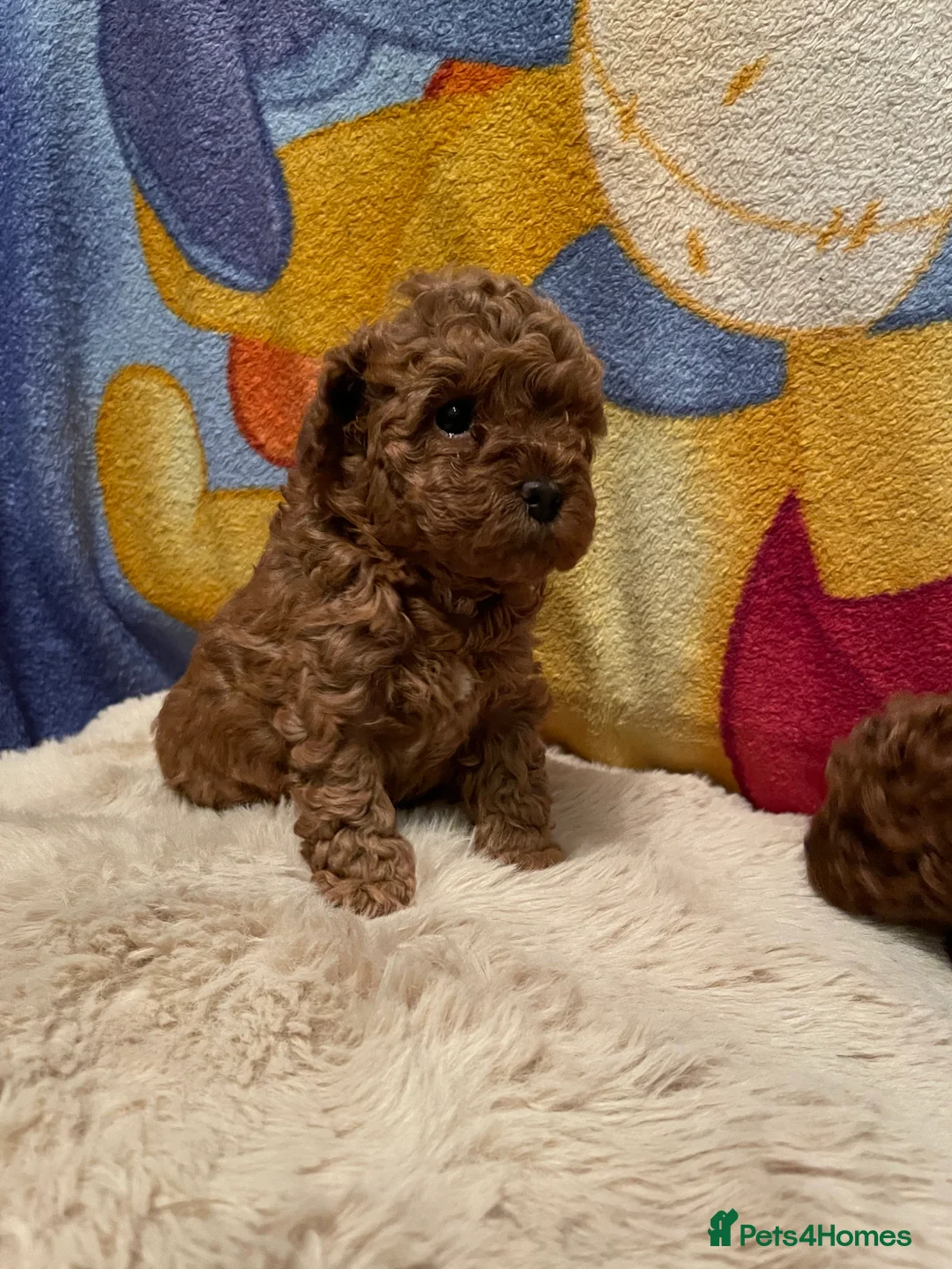 Toy Poodle dogs for sale: Gorgeous Red Toy Poodle Puppies  - Advert 4