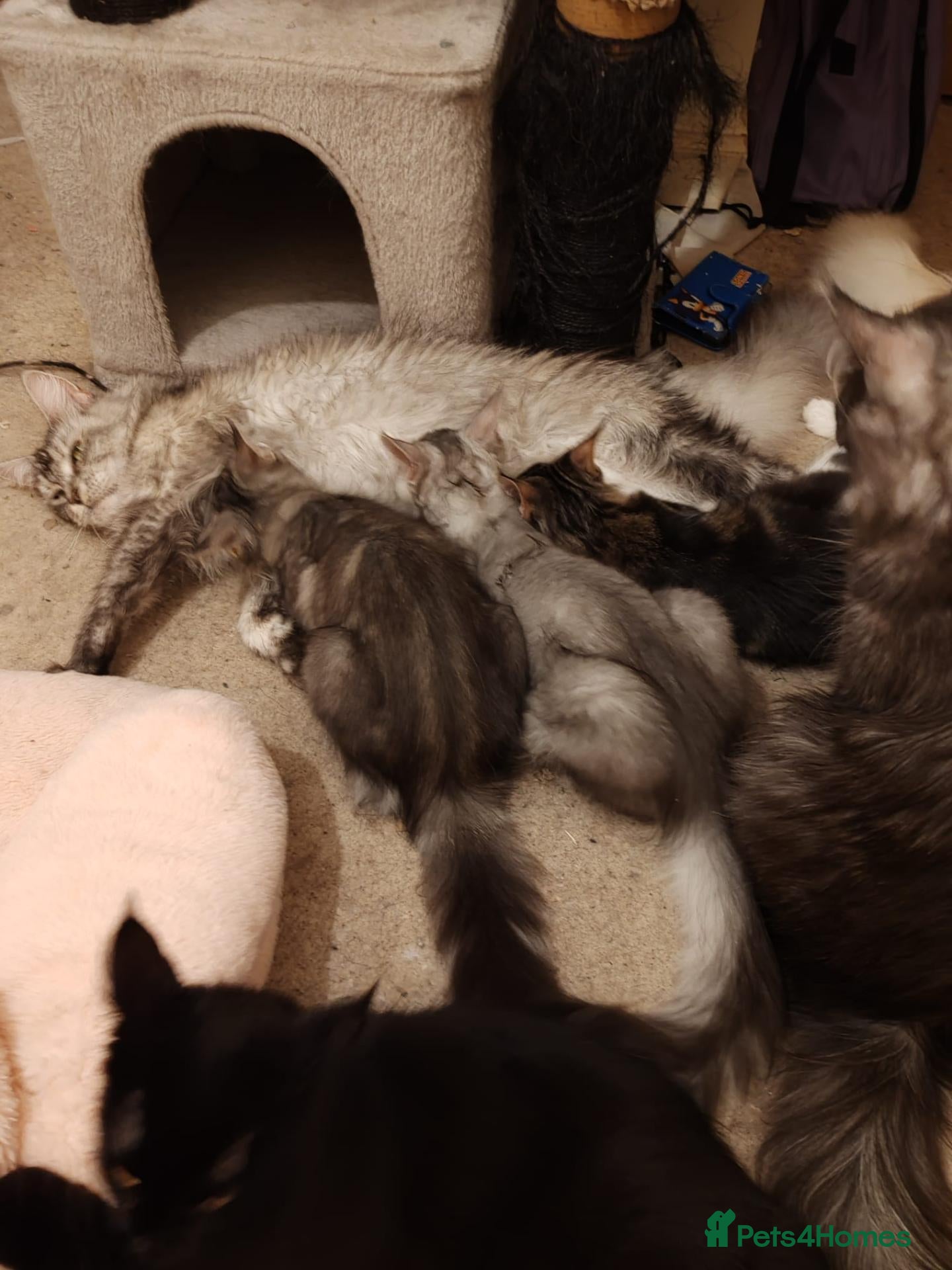 Maine Coon cats Lovely maine coon kittens - Advert 2