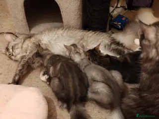 Maine Coon cats Lovely maine coon kittens - Advert 2