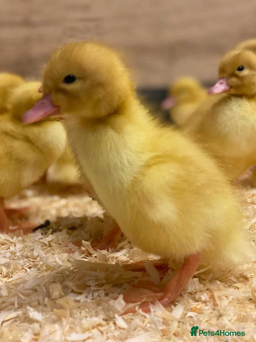 Ducks poultry for sale: Ducklings - White Female Layer Ducks - Advert 2