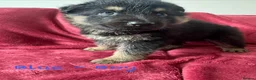 German Shepherd dogs for sale: Stunning Family Raised German Shepherd Puppies - Advert 19
