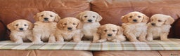 Mini Goldendoodle dogs for sale: Quality Health Tested F1 Miniature Goldendoodles  - Advert 11
