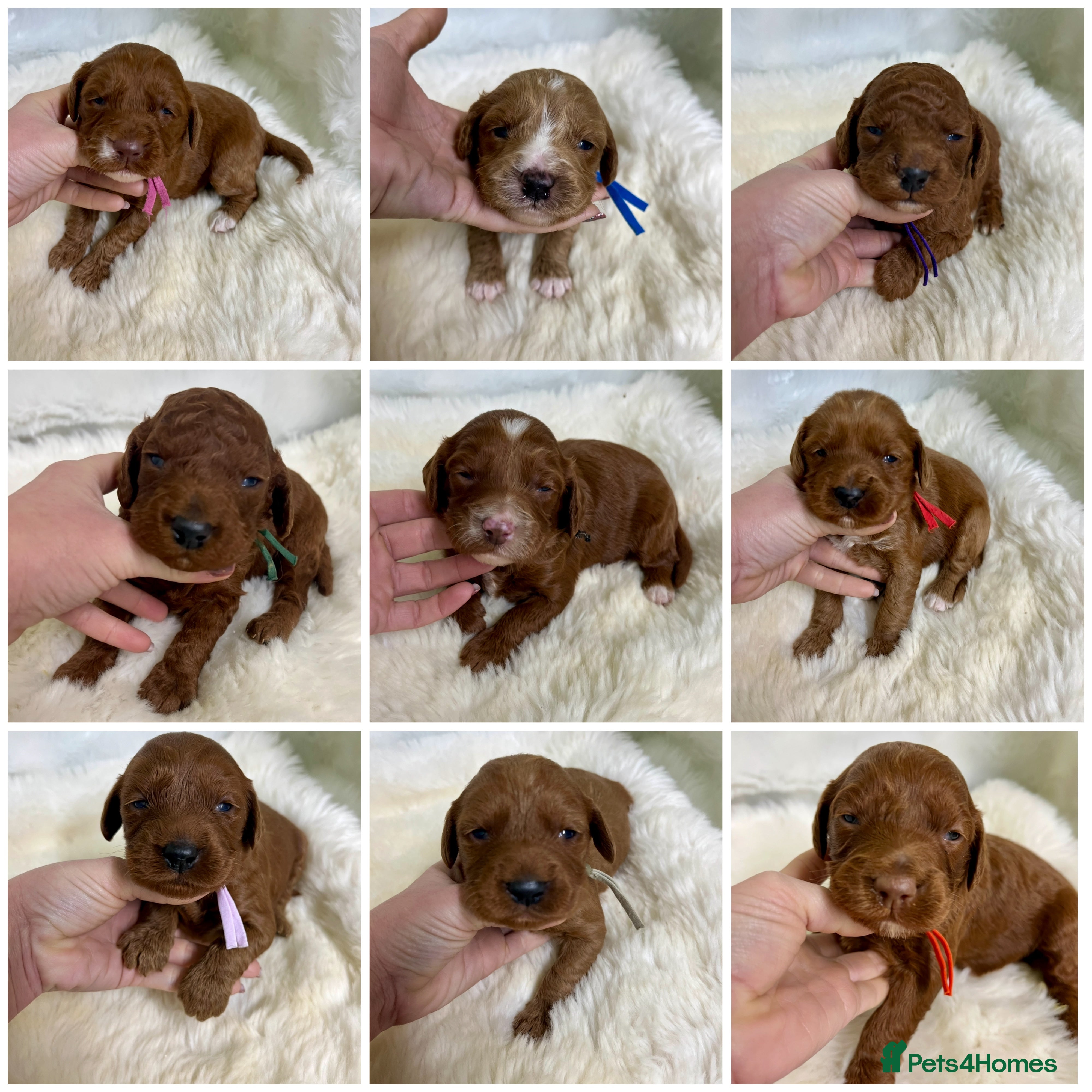 Goldendoodle dogs multigenerational Australian Red double doodles  - Advert 3