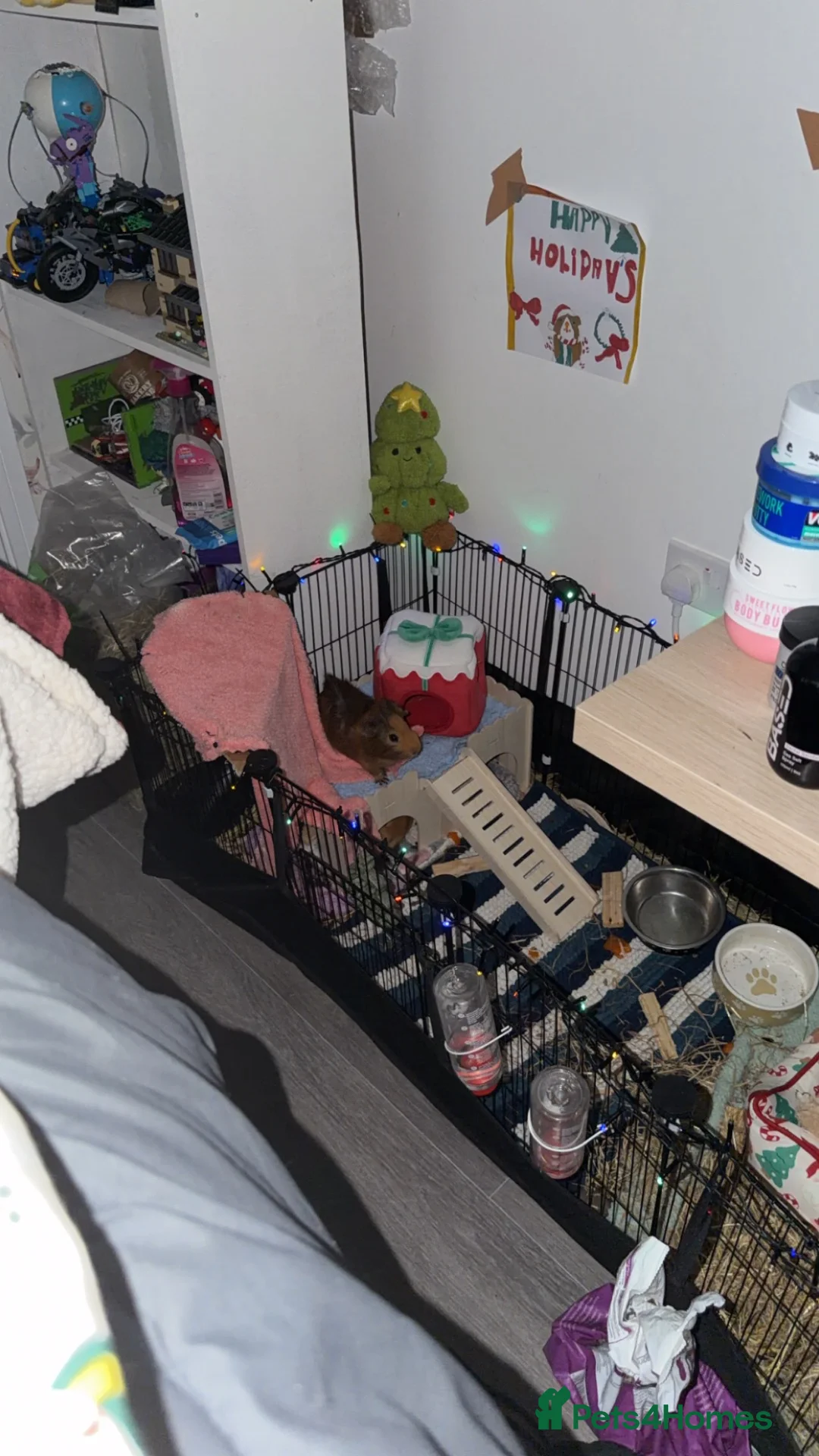 Guinea Pig rodents for sale: Male guinea pigs - Advert 1