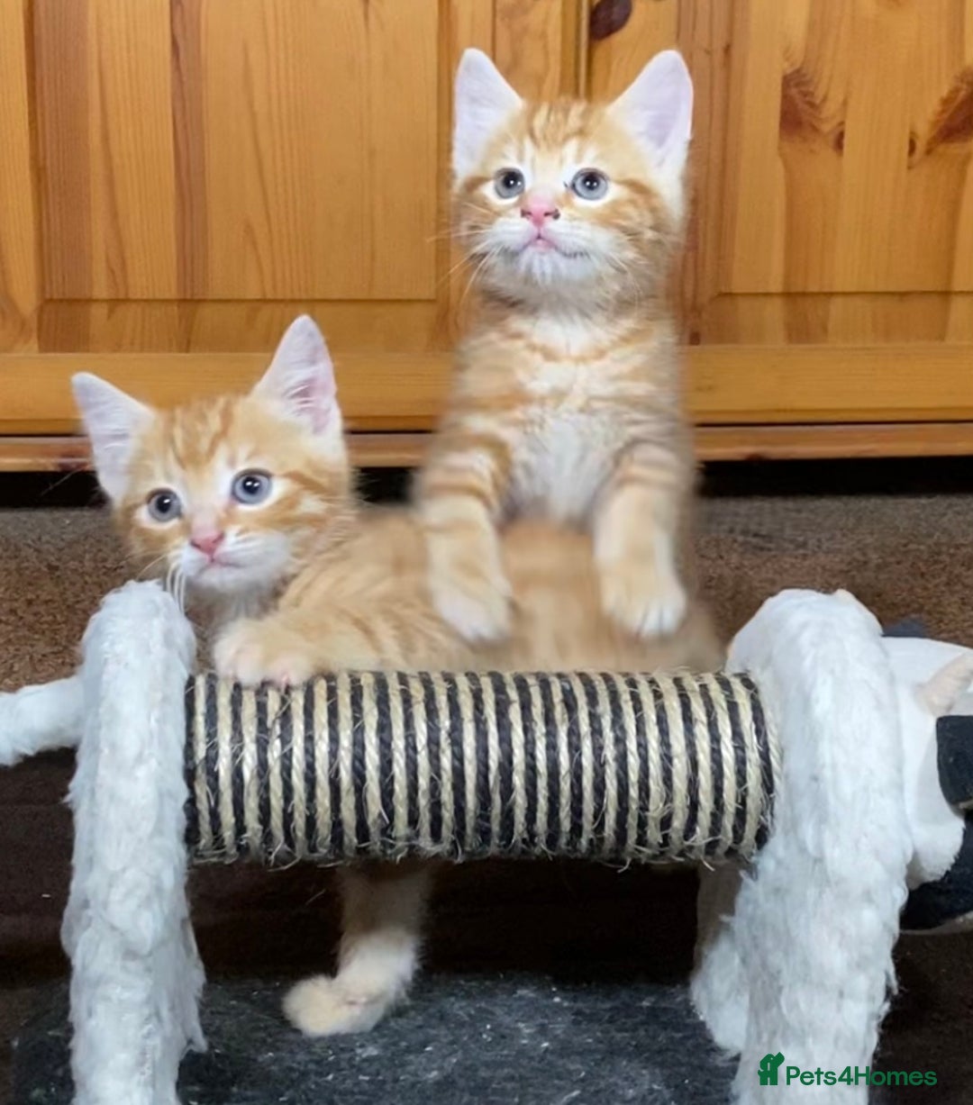 Mixed Breed cats for sale: Gorgeous Ginger And Tortoiseshell Female Kittens - Advert 26
