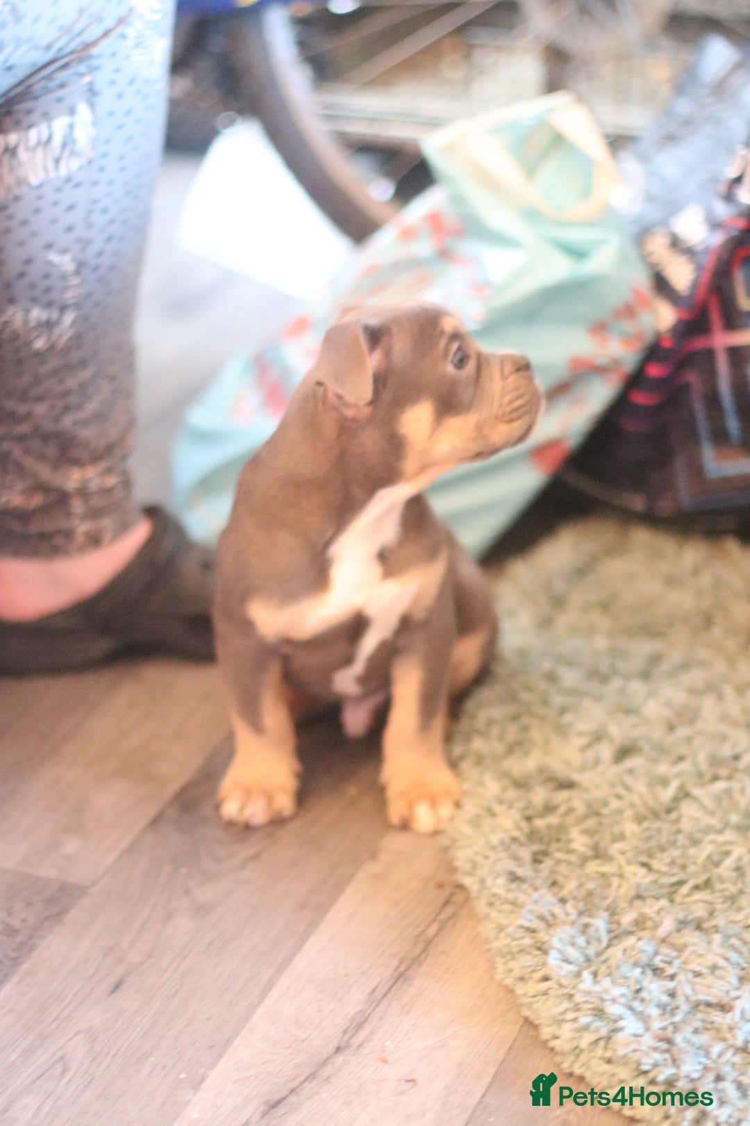 Dorset Olde Tyme Bulldogge dogs for sale: Victorian bulldogs - Advert 8