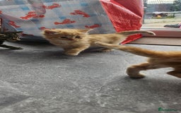 Mixed Breed cats for sale: Beautiful litter of 7 kittens  - Image 5