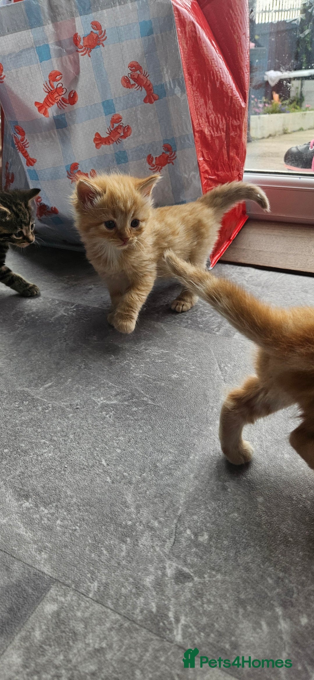 Mixed Breed cats for sale: Beautiful litter of 7 kittens  - Image 5