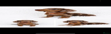 Miniature Dachshund 2