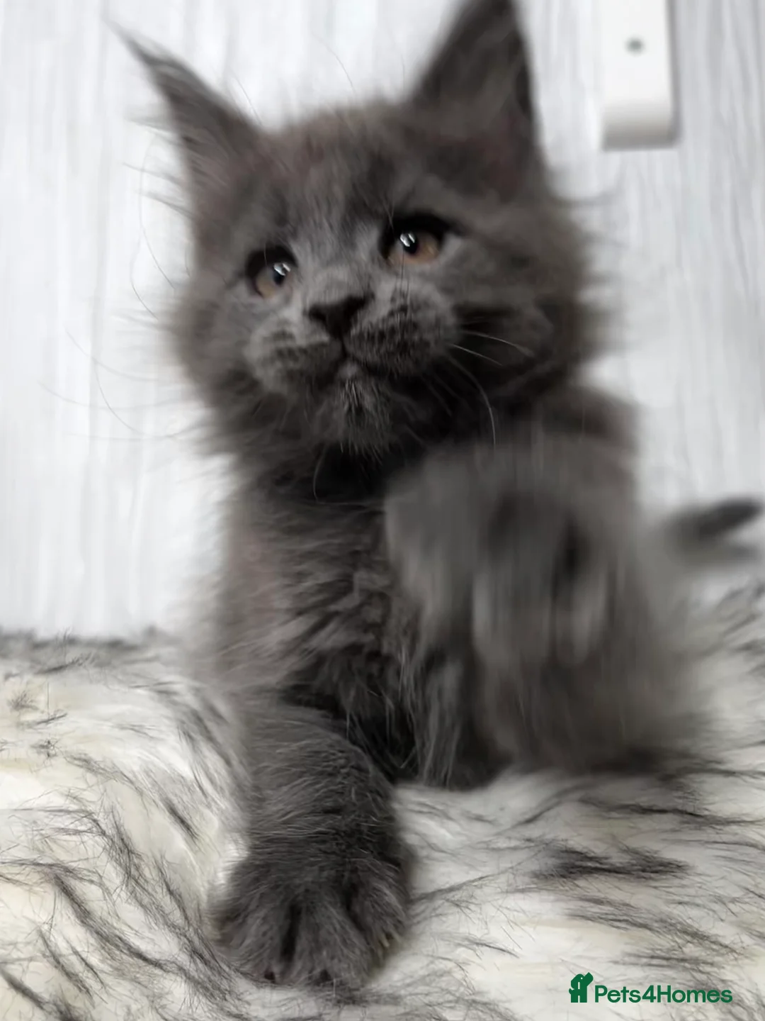 Maine Coon cats for sale: Maine coon last blue girl available 💜 - Advert 7
