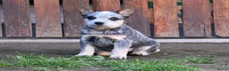 Australian Cattle Dog dogs for sale: Energetic Cattle Dog Pups – Ready to Work & Play in Brighton - Advert 4