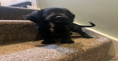 Sprocker dogs - Advert 10