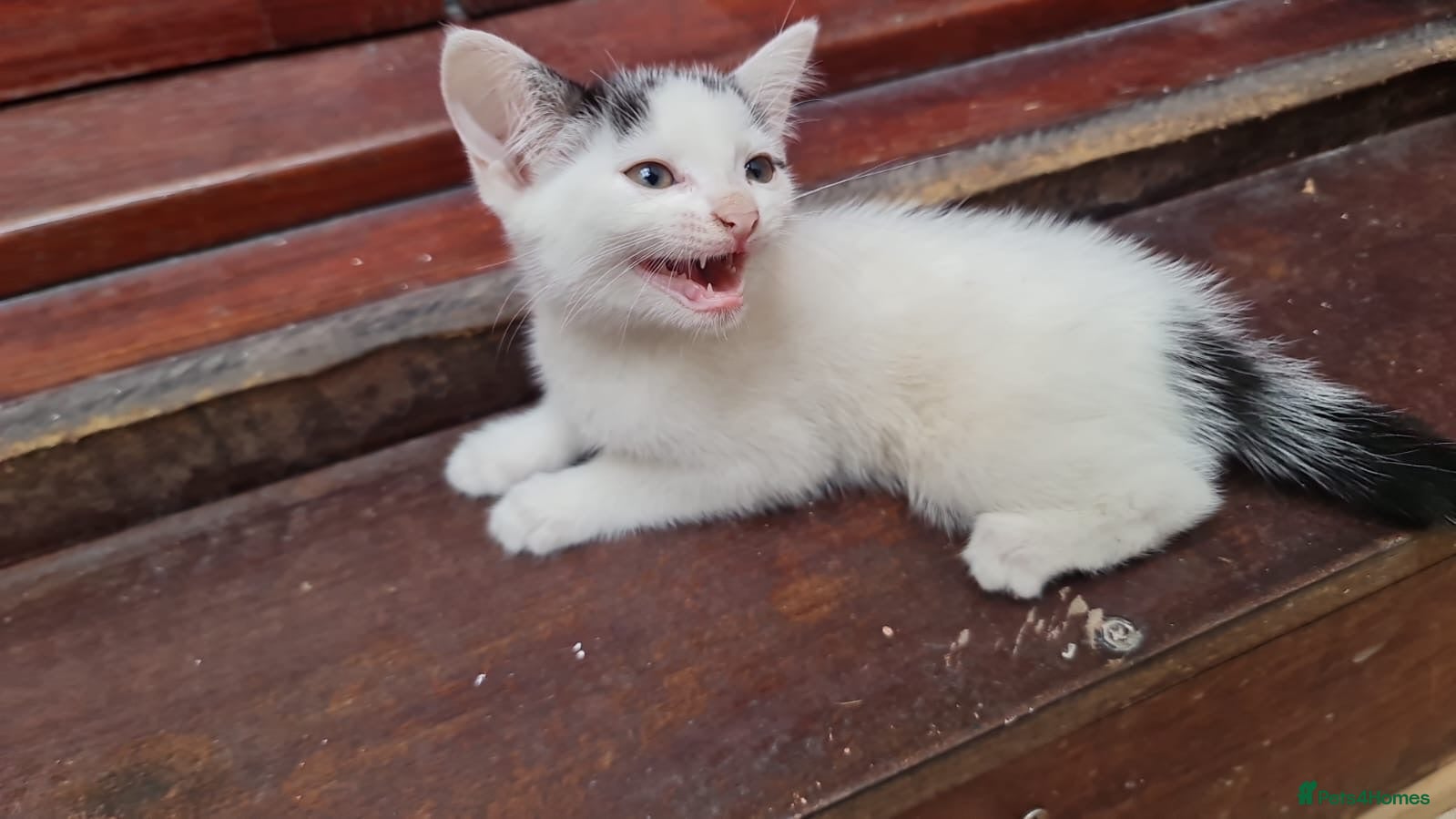Mixed Breed cats Mixed breed kittens - Advert 1