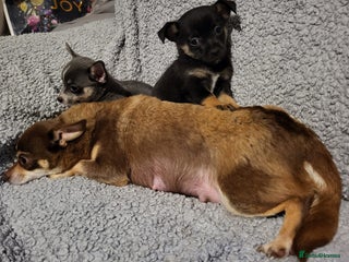 Chihuahua dogs Chihuahua puppies - Advert 16