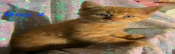 Persian cats for sale: Persian mix kittens  - Advert 12